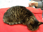 Remi,cyperse kater,bijna 16jr,is stram en loopt met opgetrokken rug. Door acupunctuur gaat het een stuk beter.